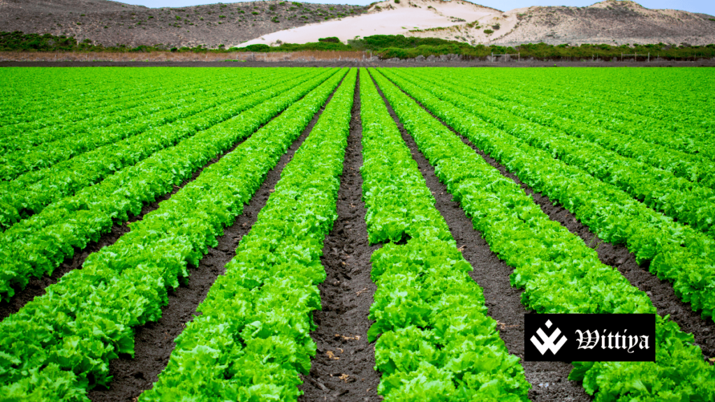 Budget 2025 allocates ₹3.71 lakh crore for food and fertilizer subsidies