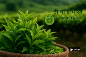 Workers plucking tea leaves in Indian gardens marking record 254.67 m kg tea exports